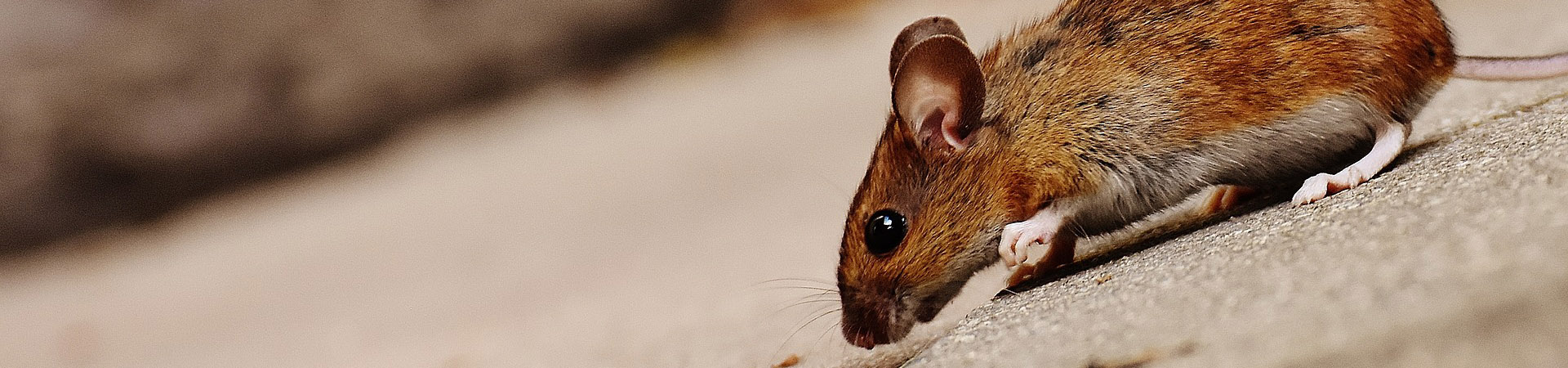 Moles
