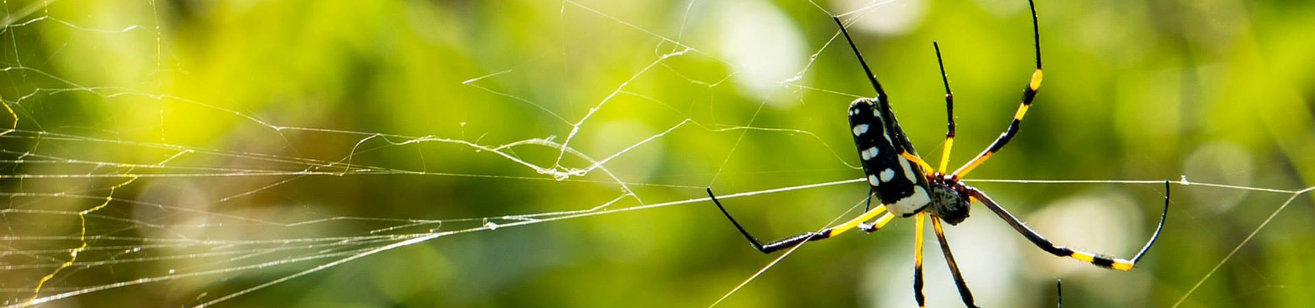 Pest Control Services