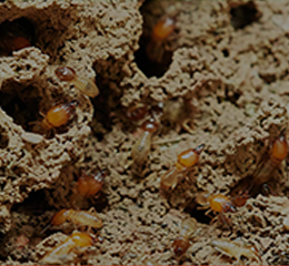 Termite Elimination