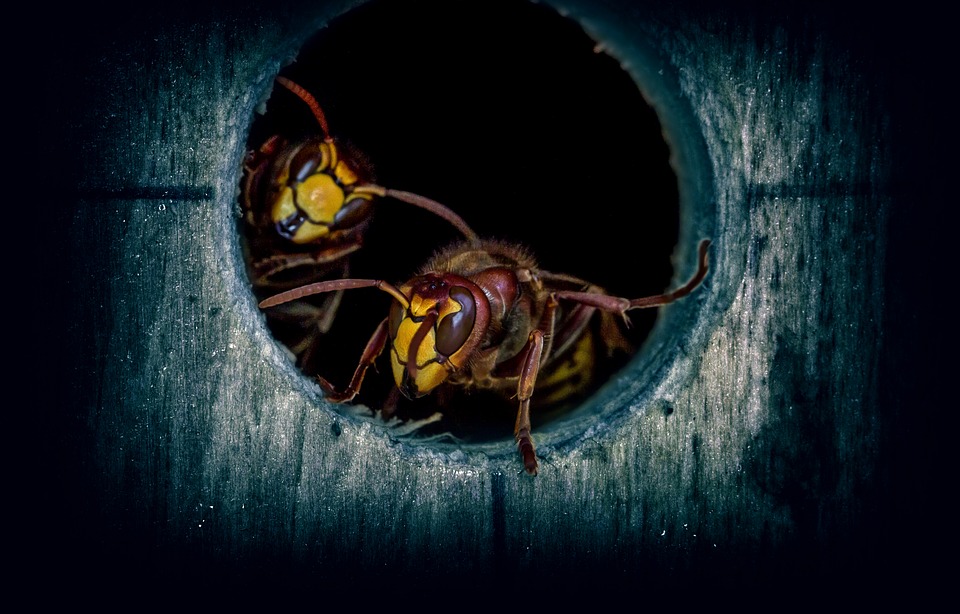 Seeing Wasps?