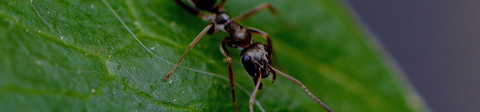 Seeing Ants?