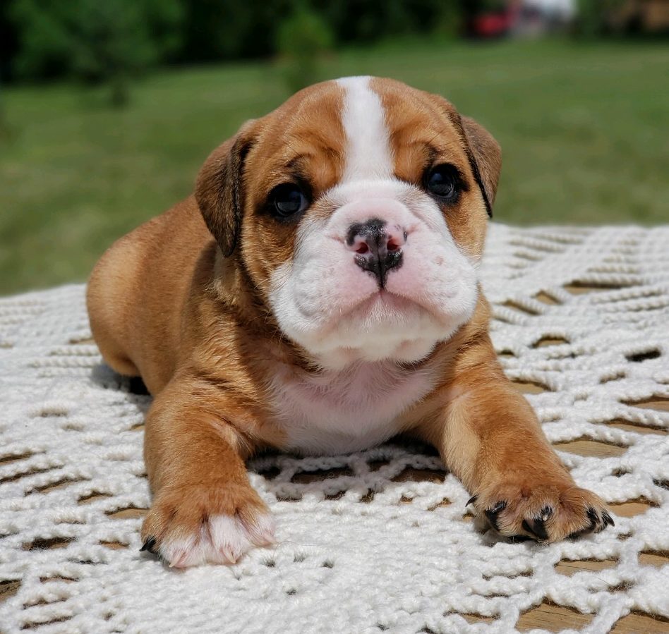 PUPPIES FOR SALE - CHARLIE | (OFF) Watson Bulldog Puppies